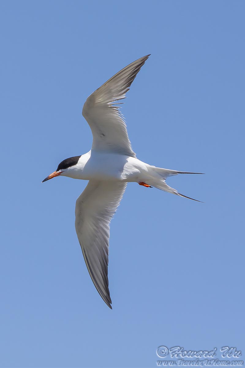 Birds of the Atlantic Coast Traveler Home