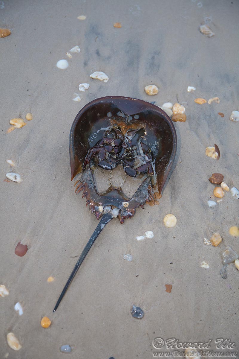 Horseshoe Crabs Spawning Traveler Home