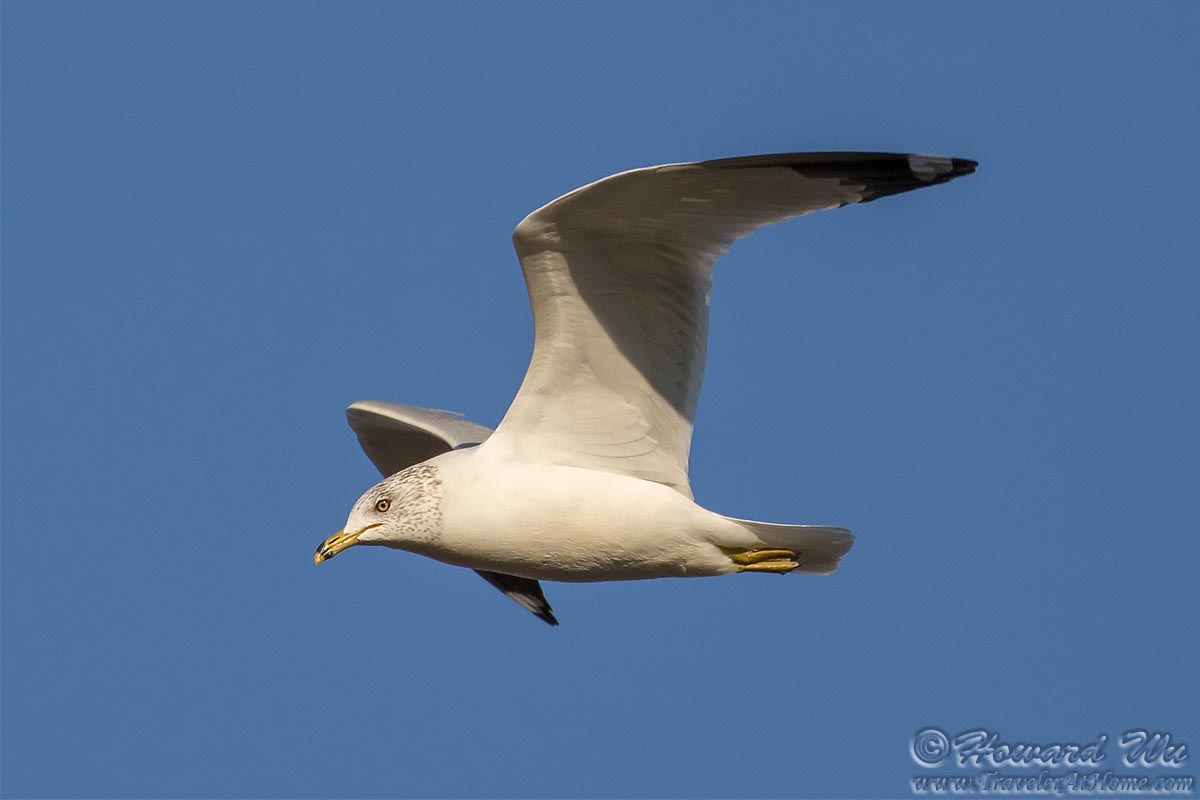 IMAGE: http://www.travelerathome.com/frying_pan/ring_billed_gull3.jpg