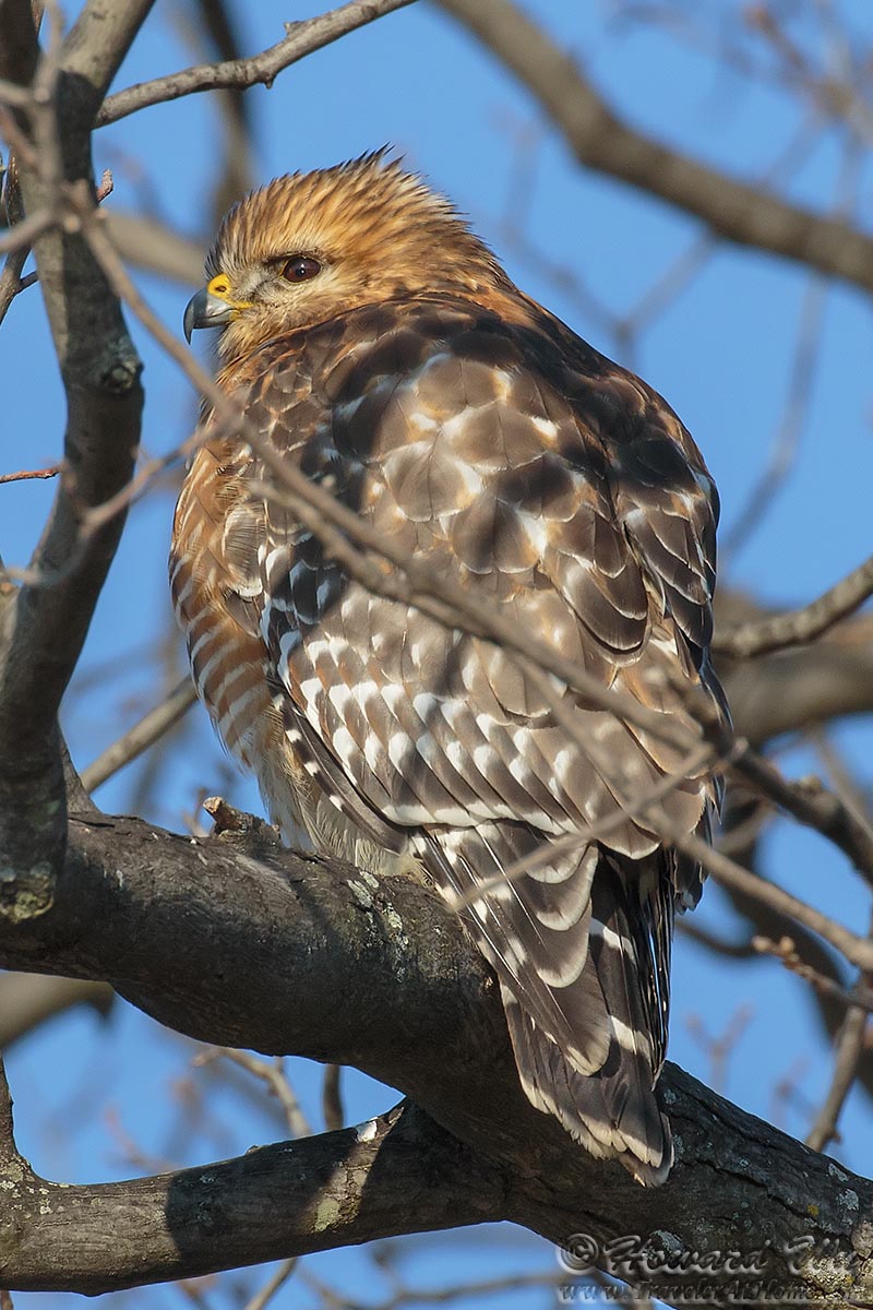 IMAGE: http://www.travelerathome.com/image_upload/birds/2014_winter2/red_shouldered_hawk1.jpg