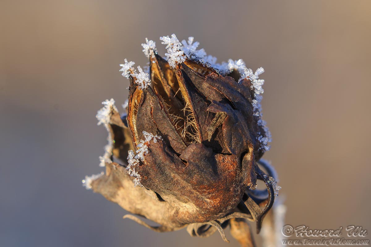 IMAGE: http://www.travelerathome.com/image_upload/plants/marsh_hibiscus_pod1.jpg